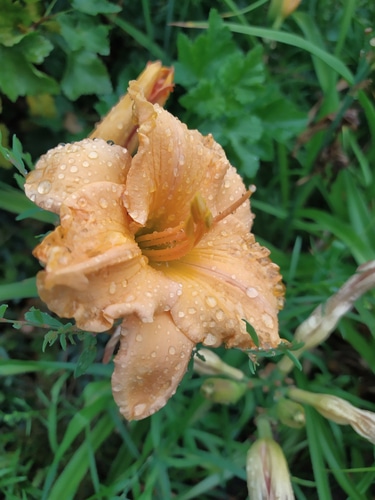 Wet autumn wood daylily flower after the rain