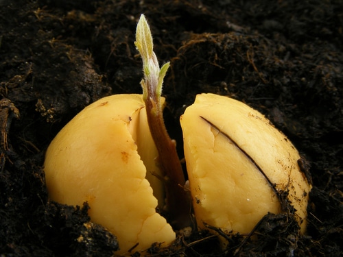an avocado seedling with small leaf sprouts