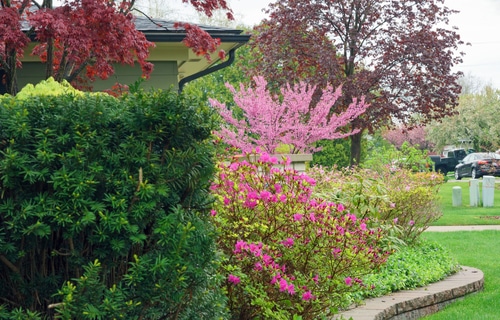 A garden landscape with azalea and other plants and trees