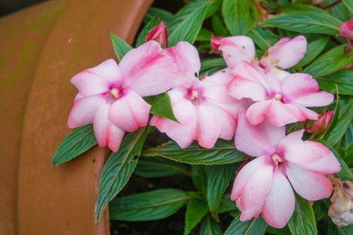 baby pink sunpatiens beautiful baby pink colored sunpatiens