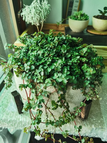 babys tears plant Baby's tears plant in a concrete pot