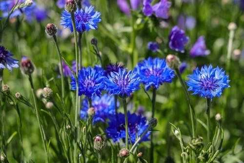 bachelors button beautiful blue flowers in field