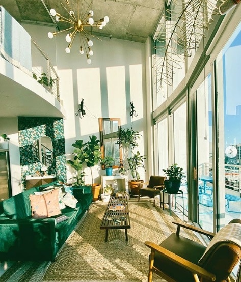 Banjo fig tree Banjo fig tree with its green foliage matches the color scheme of a modern apartment