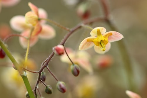 Yellow flower of a barrenwort bishop plant