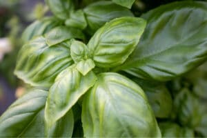 Closeup picture of basil leaves