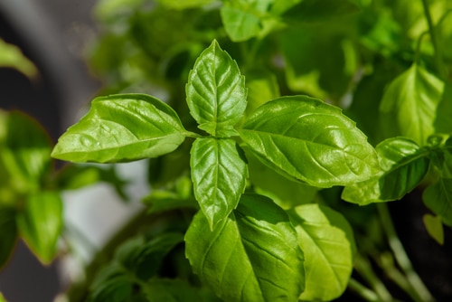 fresh basil leaves exposed under the heat of the sun