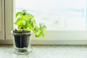 Healthy basil plant sitting at a windowsill