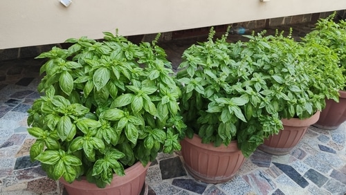 pots of homegrown basil plants