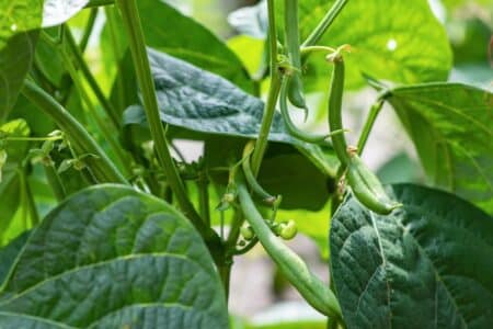 How to Care for Your Bush Bean Plant