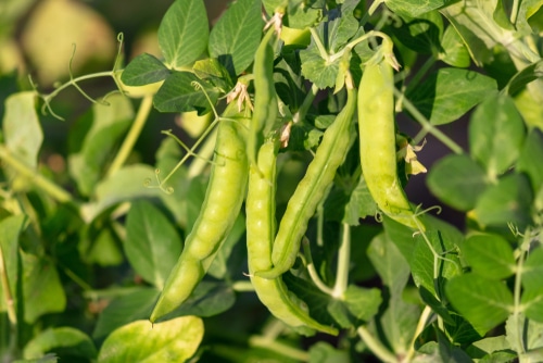 beans pods long green beans under the sun