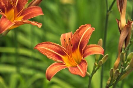 beautiful red orange daylily flower