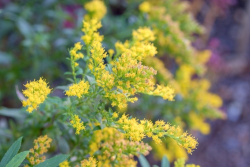 Beautiful goldenrods flower blooming in the  garden