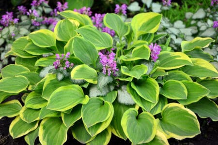 A picture of a healthy hostas with purple flowers and vibrant leaves