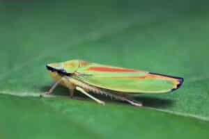 beautiful leafhopper sitting on a leaf