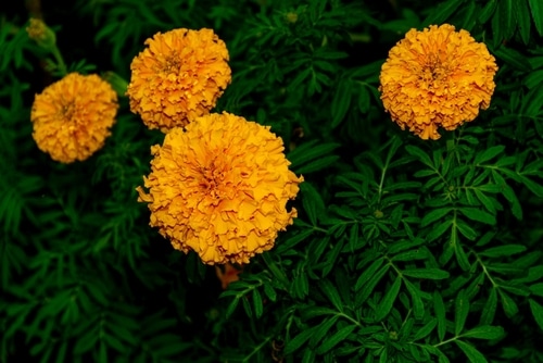beautifully rounded marigold flowers