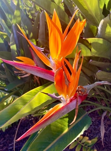 beautiful plant beautiful color of a plant in the garden