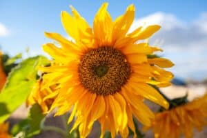 beautiful bright yellow petals of sunflower
