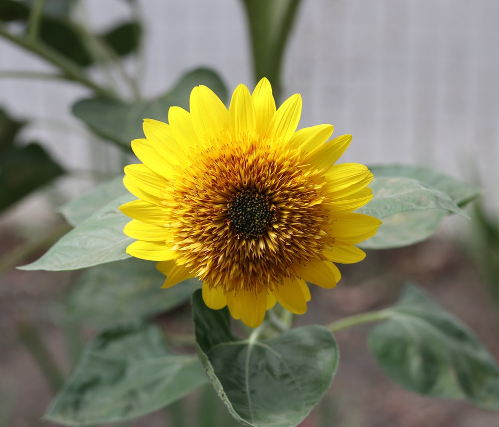 full bloom of sunflower in the backyard