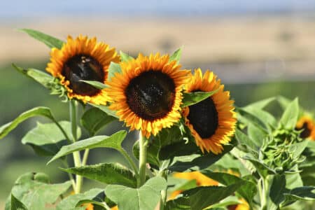 Do Sunflowers Need Full Sun?