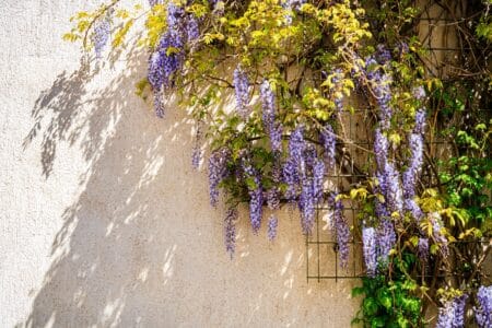 Purple Hanging Flowers: Wisteria Information and Care Guide
