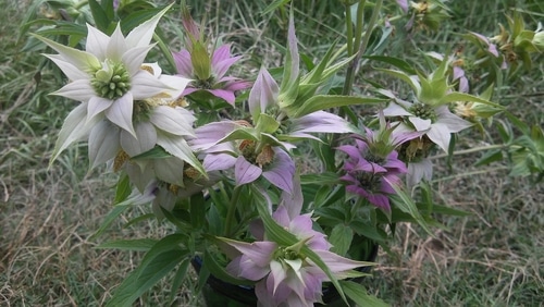 bee balm spotted bee balm found in the forest