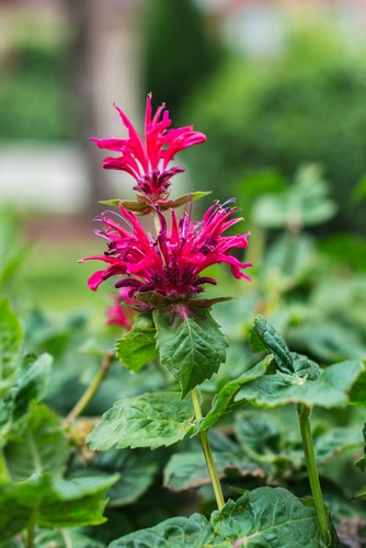 bee balm pink bee balm flowers
