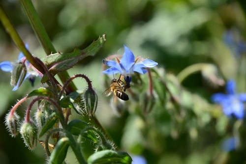 bee pollinating on a borage plant