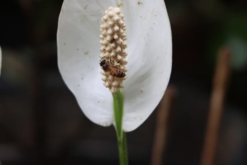bee on lily A honey bee on a peace lily during the process of pollination