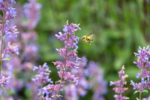A bee pollinating on a purple catnip flower