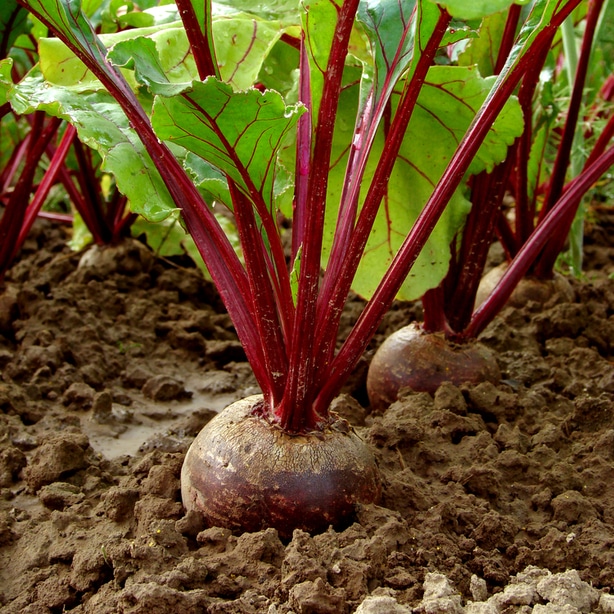 Beet red growing robustly Beets growing robustly with adequate nutrients