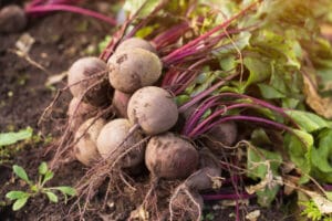 Proper care of a beet plant will result in abundant harvests