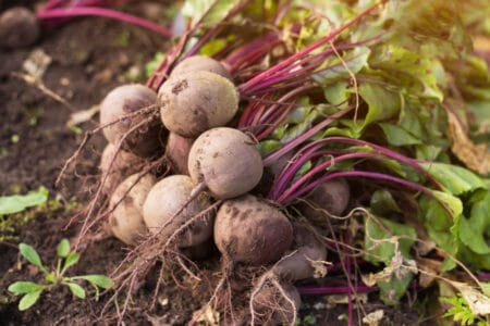 How to Plant and Grow Beets