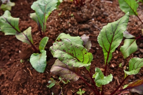 beets on leaves beets plants on the home garden