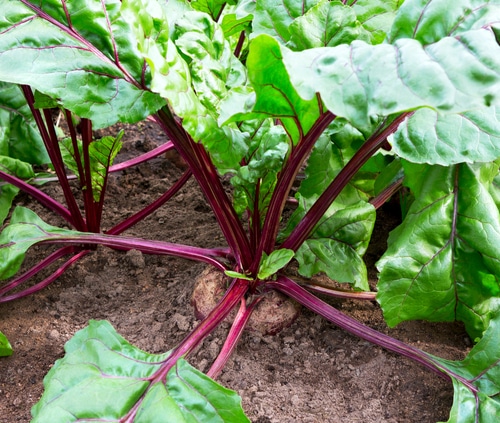 full grown beets plant