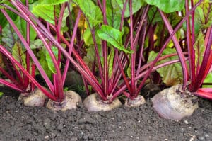 growing beets plant organically