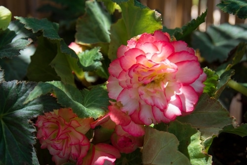 begonia flower beautiful yellow flower in the garden