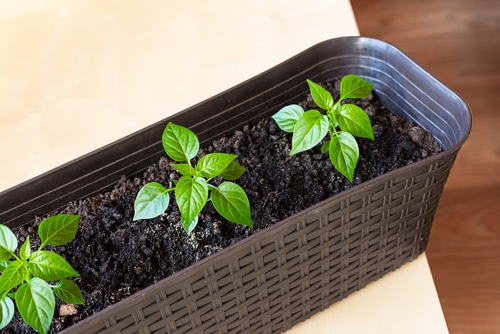 Bell pepper seedling germination in a plastic container