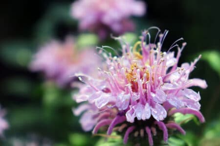 purple bergamot bee balm flower