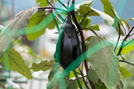 How to Care for Your Eggplant