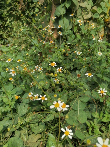 white flowers growing in the forest