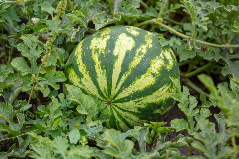 big watermelon in the plantation