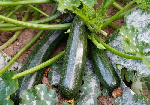 big zucchini growing cucurbits and zucchinis