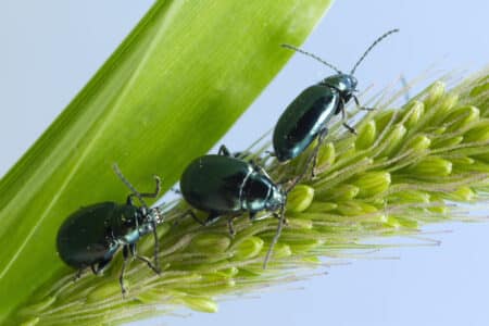 three black beetles sitting on stem plant
