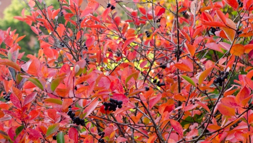 black chokeberry red leaves with growing black chokeberry
