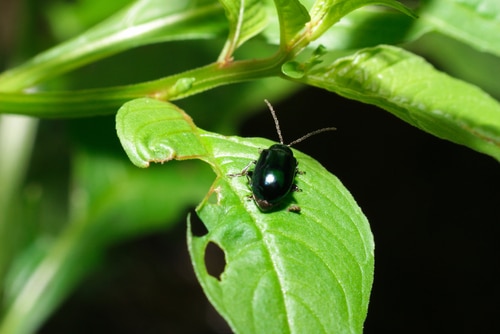 a small black insect sitting on perforated leaf