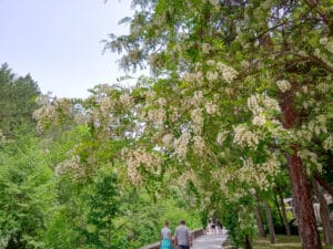 The black locust in a non-native invasive tree to New York