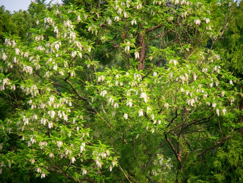 flowering black locust tree