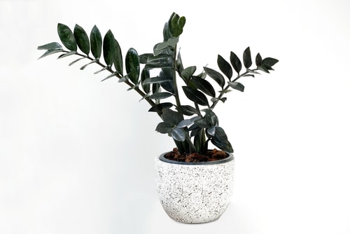 A black zamioculcas plant on a beautiful black and white pot.