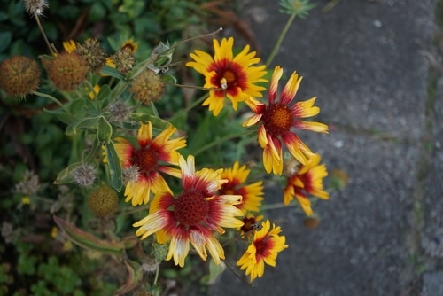 Gaillardia yellow and red flower commonly known as blanket flowers