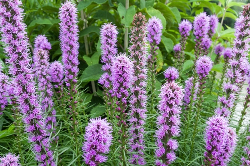 blazing star purple blazing star flowers